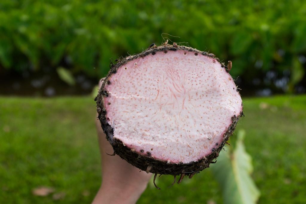 Fresh taro root (uncooked)