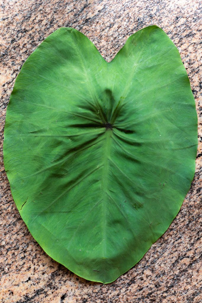 Ti Leaf Versus Luau Leaf  Onolicious Hawaiʻi