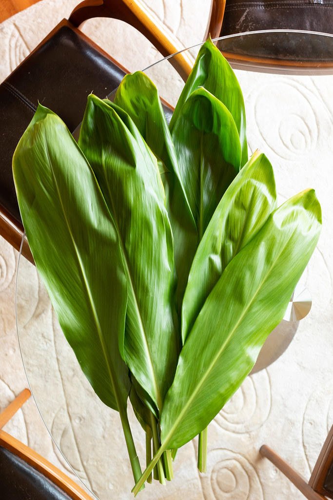 A bundle of fresh ti leaves