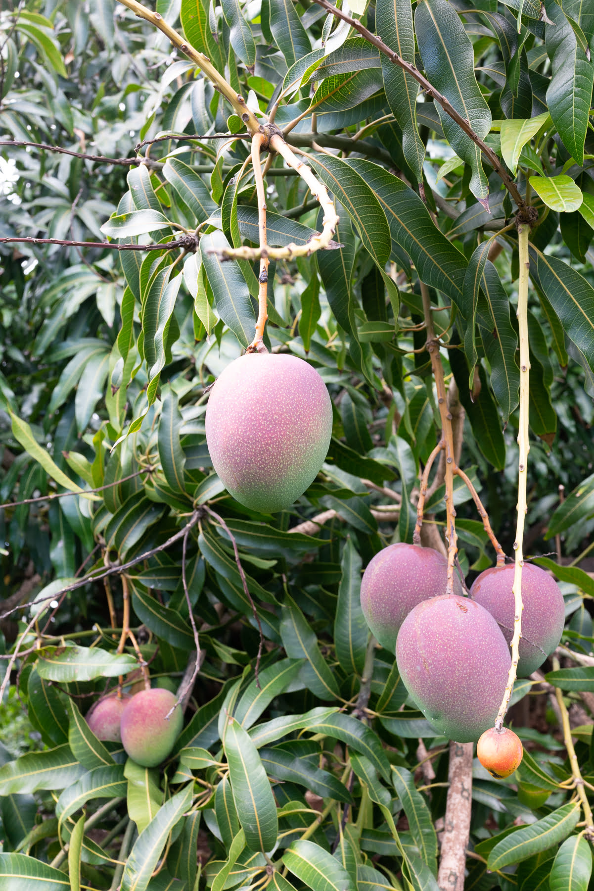Fresh local Hawaii mangoes hanging on the tree.