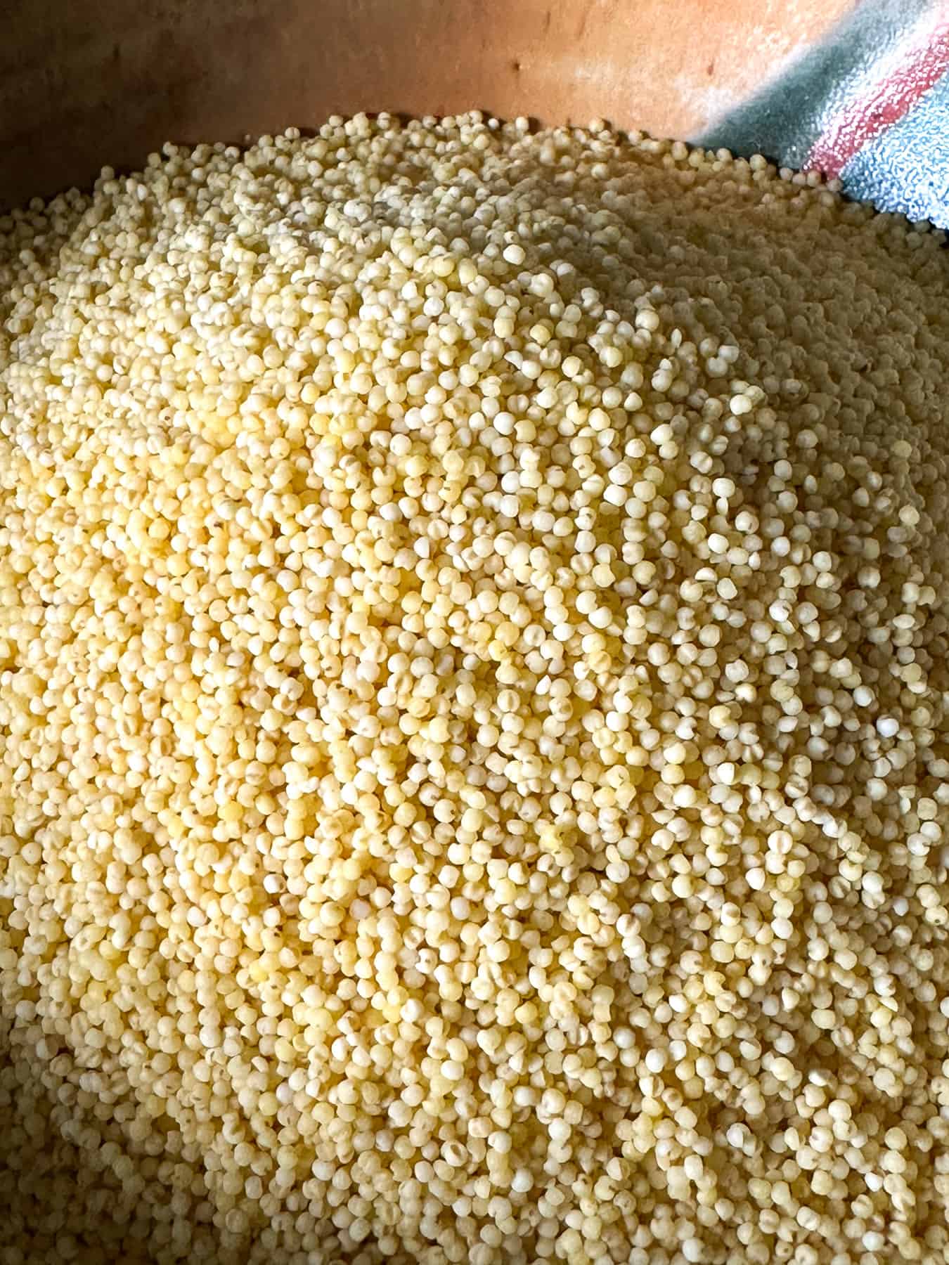 Foxtail millet in a bowl.