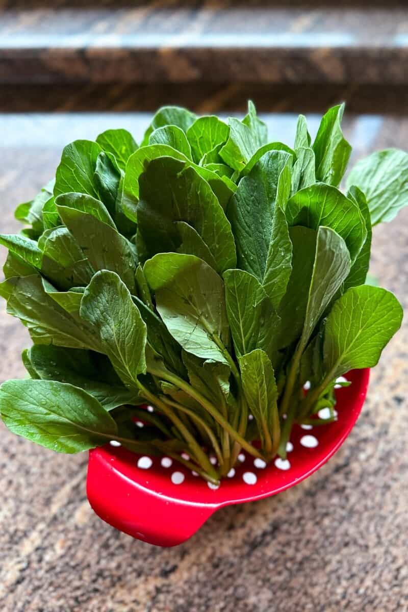 Choy Sum - Onolicious Hawaiʻi