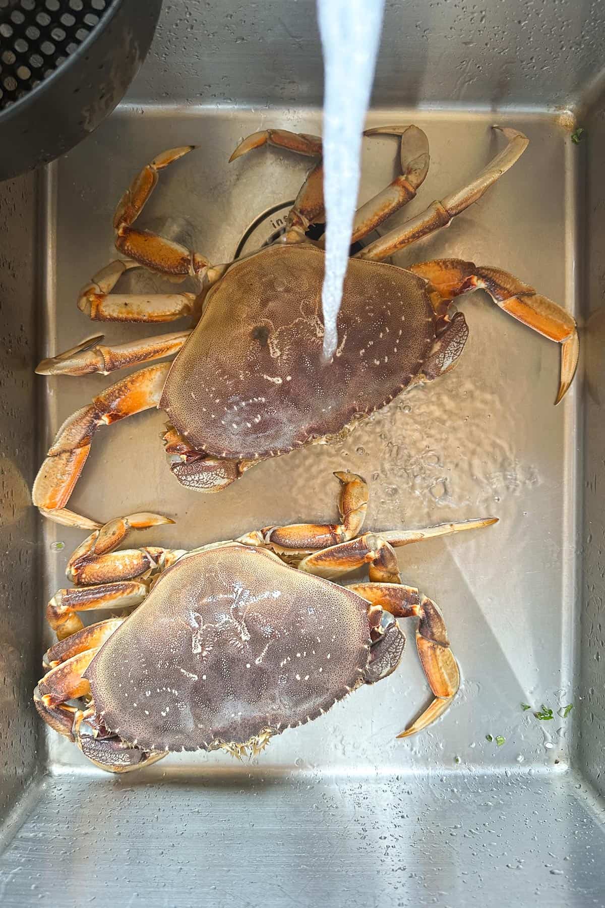 Cleaning fresh Dungeness crab.