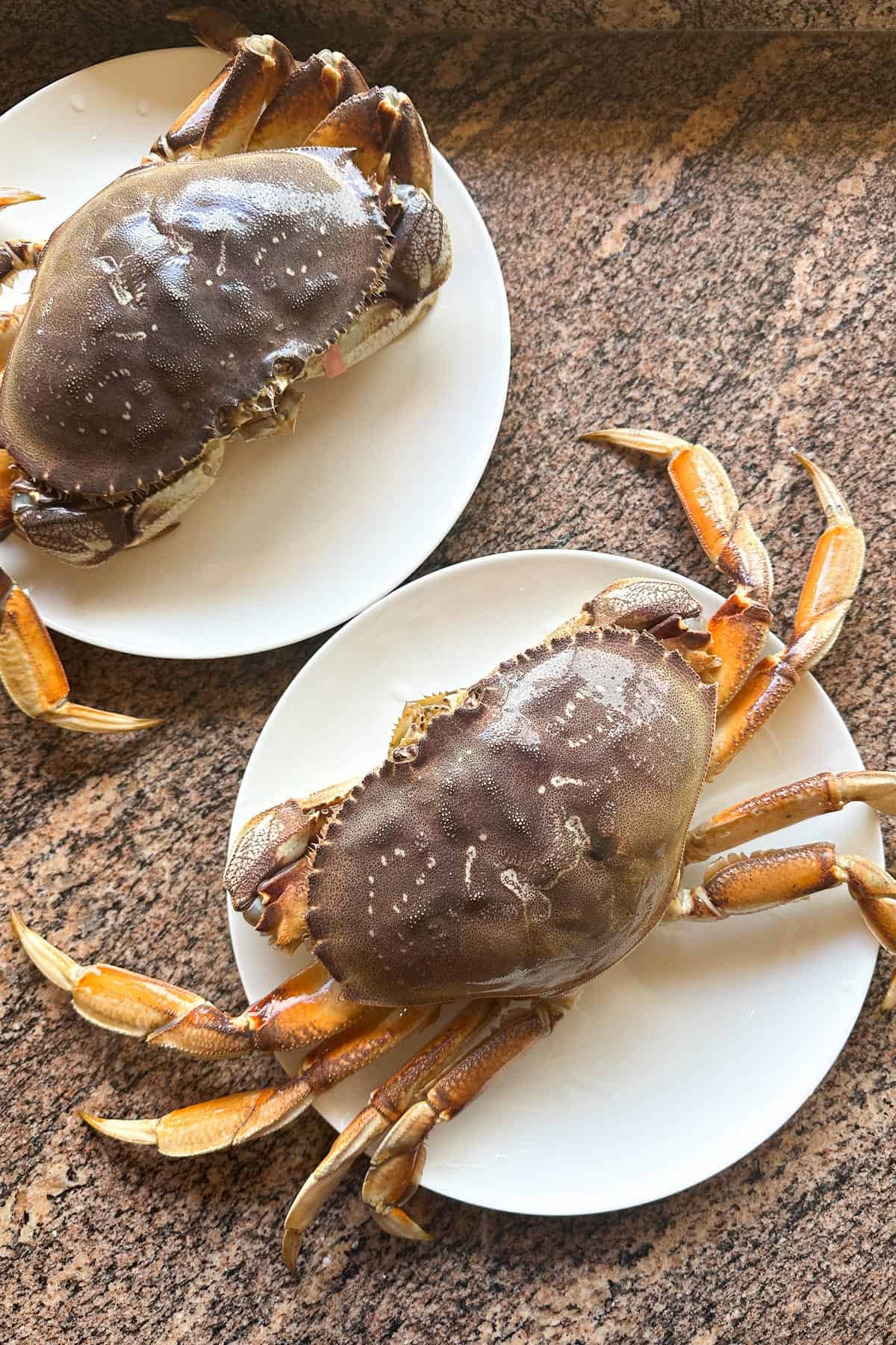 Two fresh Dungeness crabs