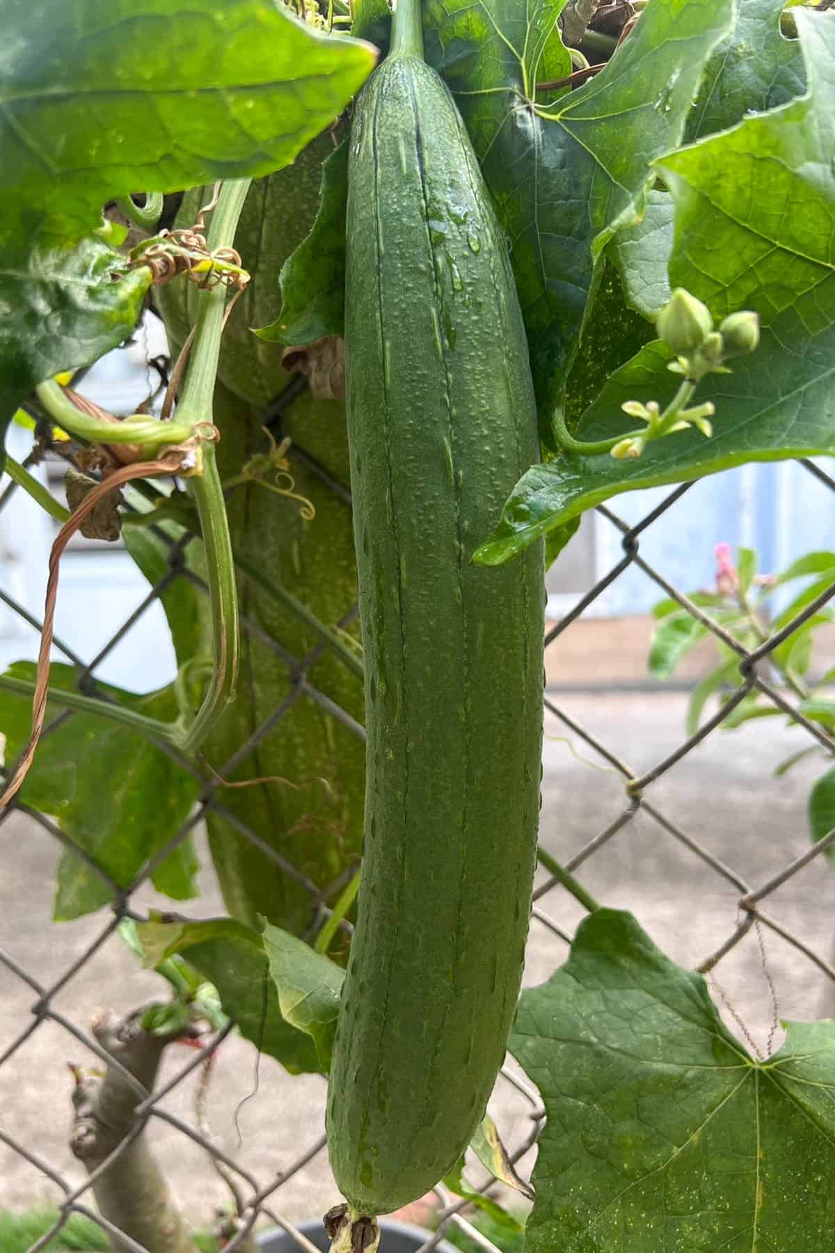 Loofah / Luffa.