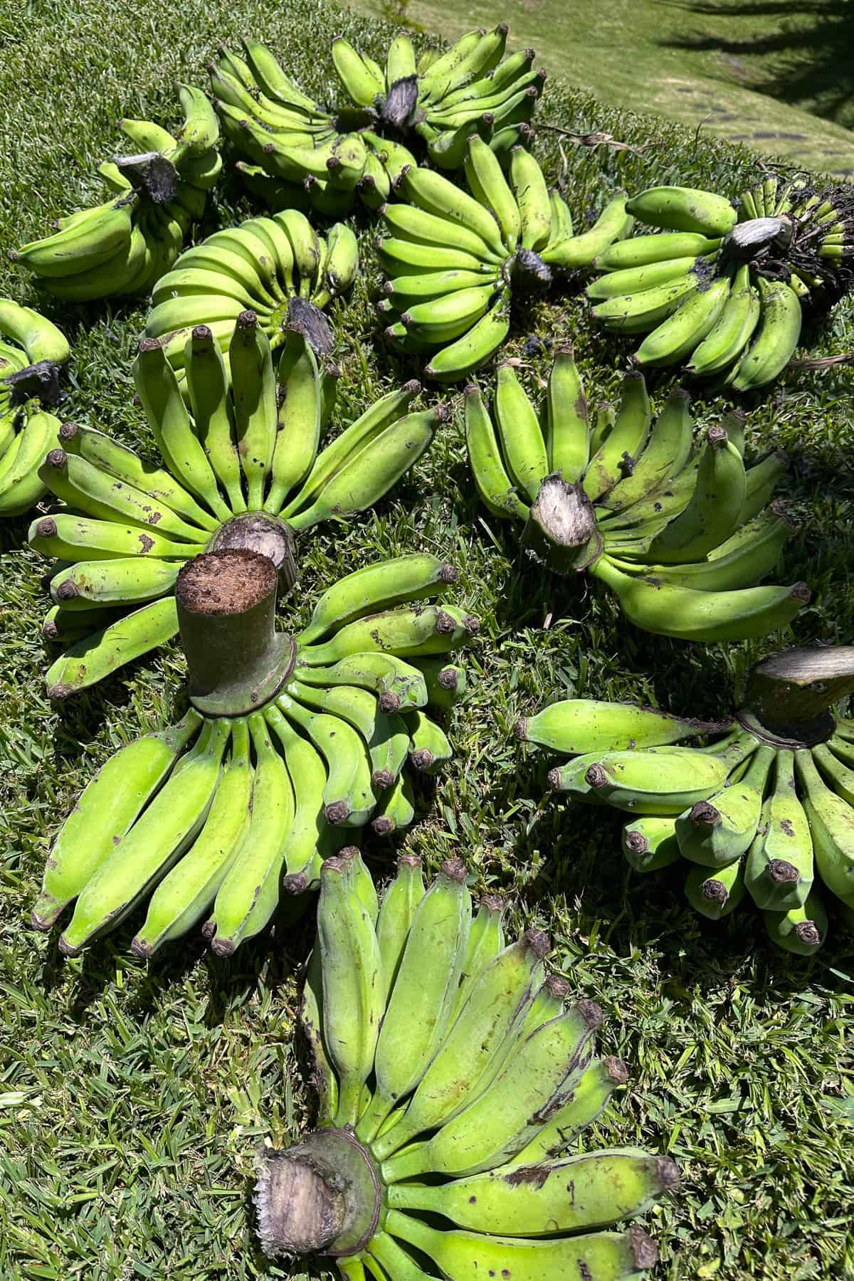 Fresh apple bananas.